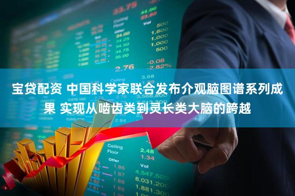 宝贷配资 中国科学家联合发布介观脑图谱系列成果 实现从啮齿类到灵长类大脑的跨越